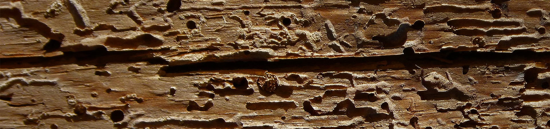 Gloucester Woodworm