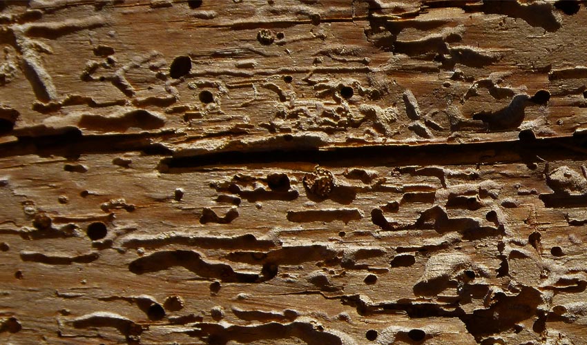 Gloucester Woodworm