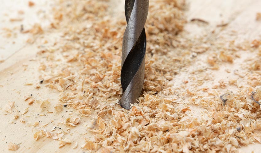 Woodworm 