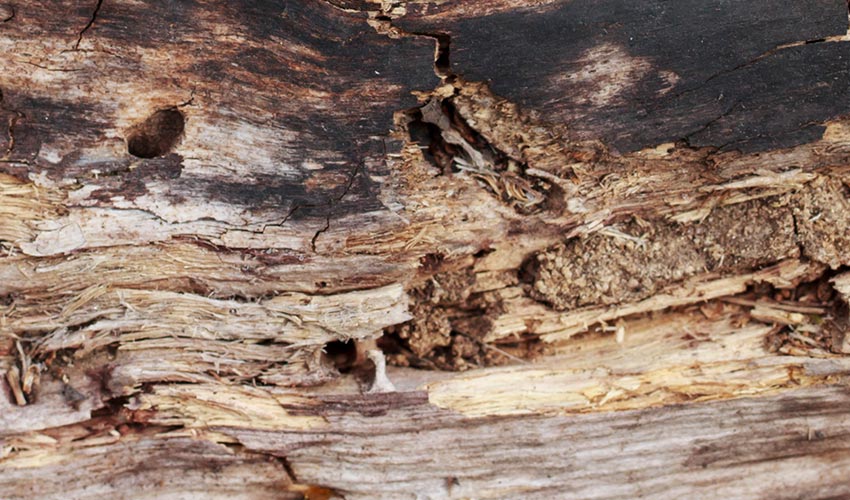 Woodworm Treatment